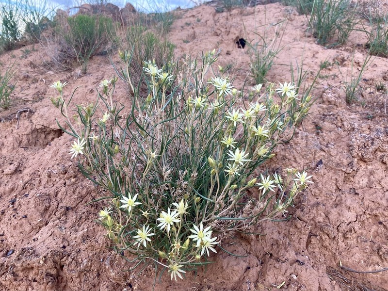 Mentzelia todiltoensis