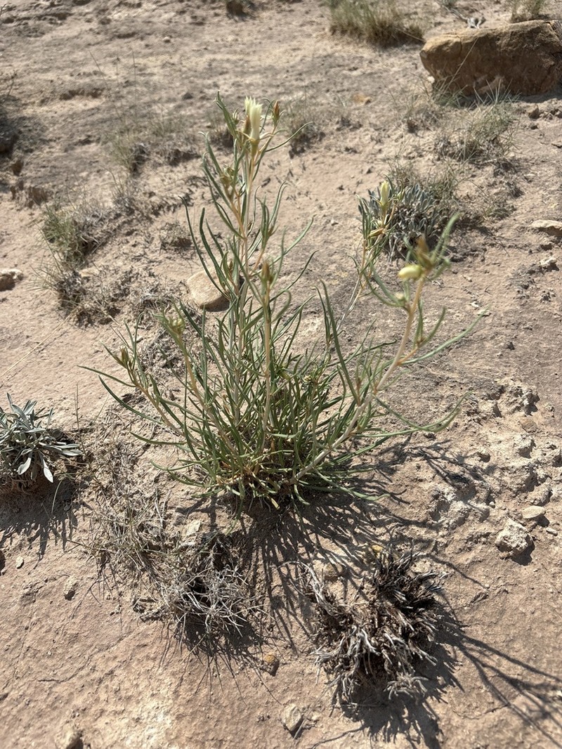 Mentzelia todiltoensis photo 2