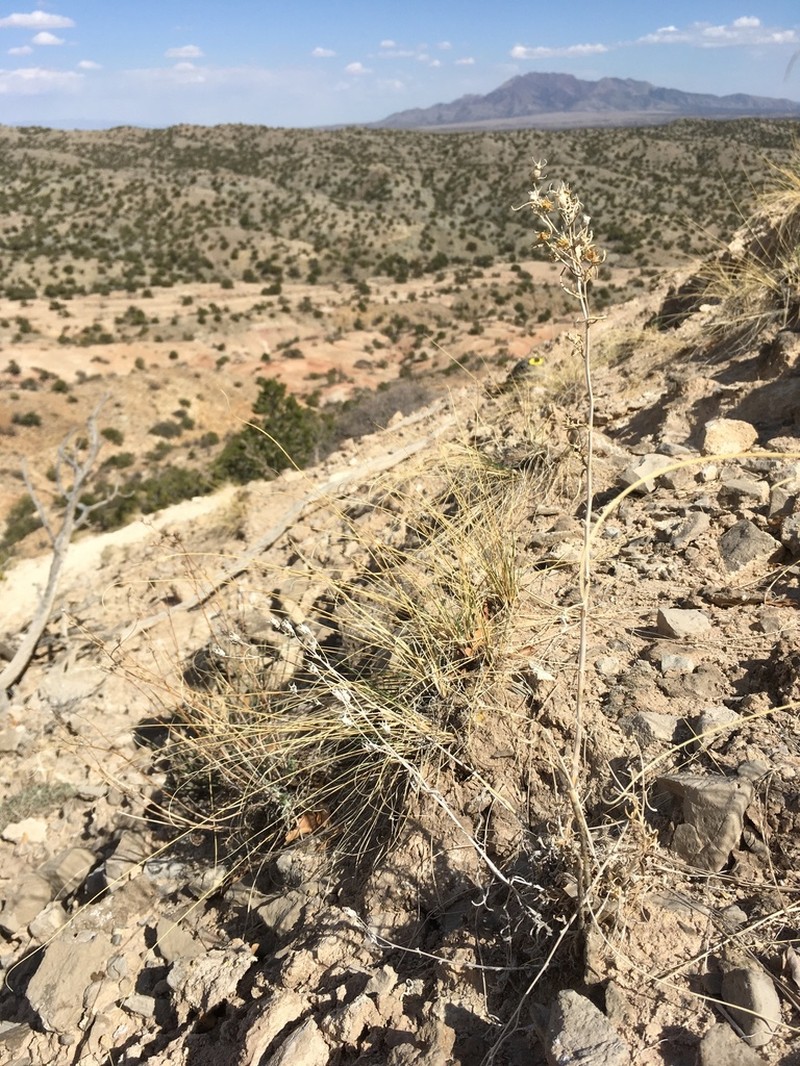 Mentzelia todiltoensis photo 3