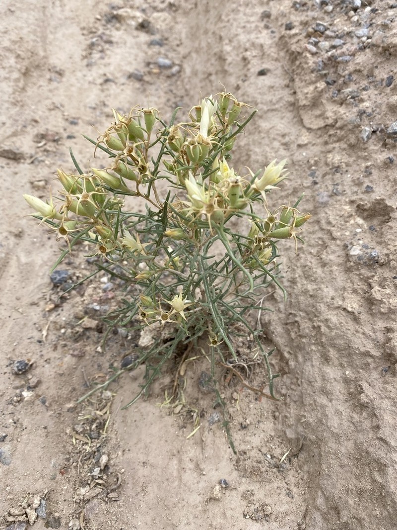 Mentzelia todiltoensis photo 4