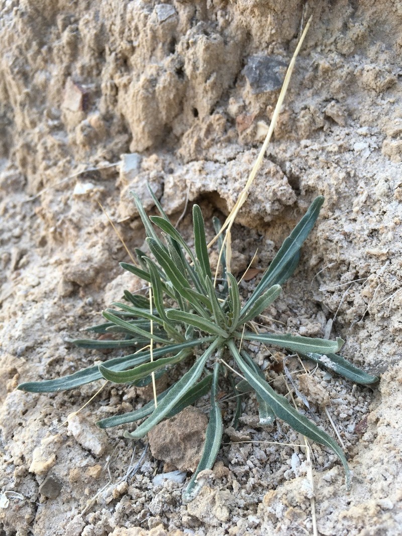 Mentzelia todiltoensis photo 5