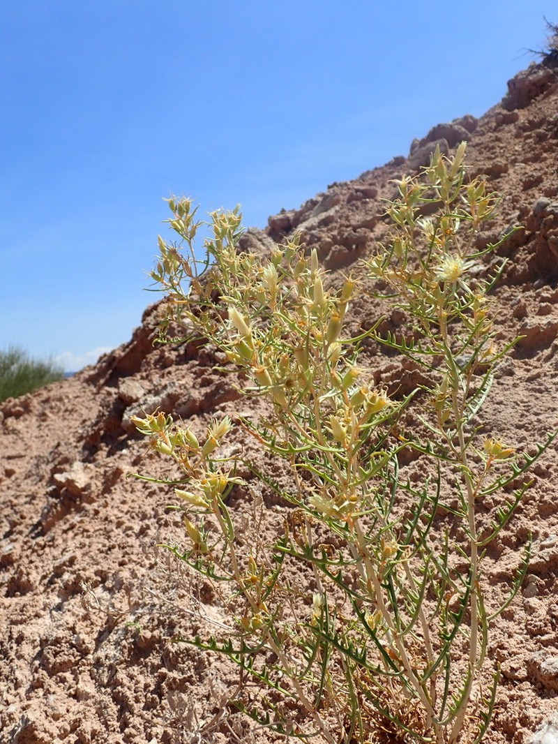 Mentzelia todiltoensis photo 6