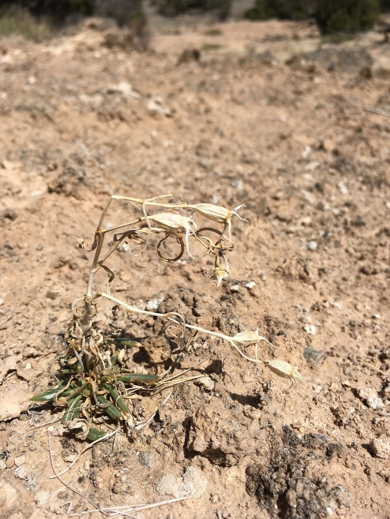Mentzelia todiltoensis photo 7