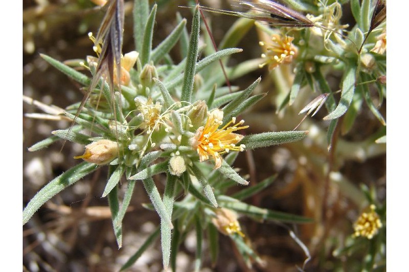 Torrey's Blazingstar