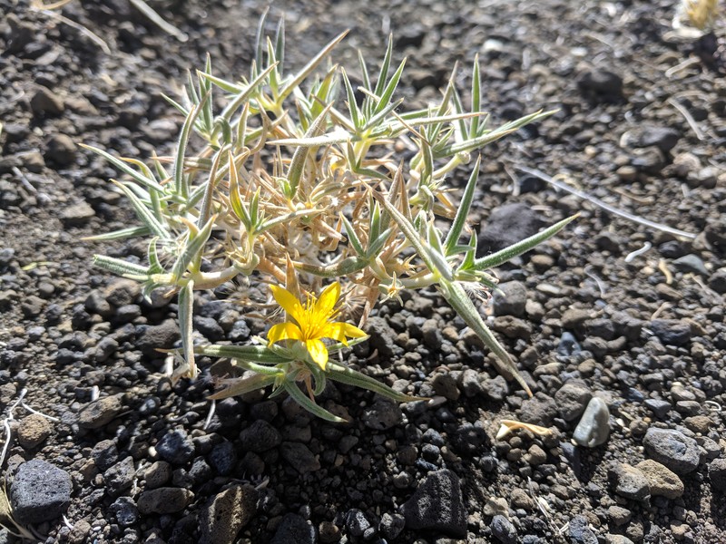 Torrey's Blazingstar photo 2