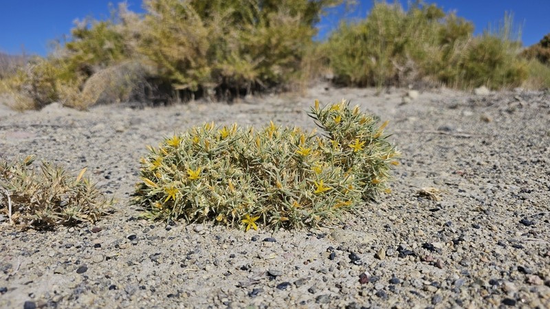 Torrey's Blazingstar photo 4