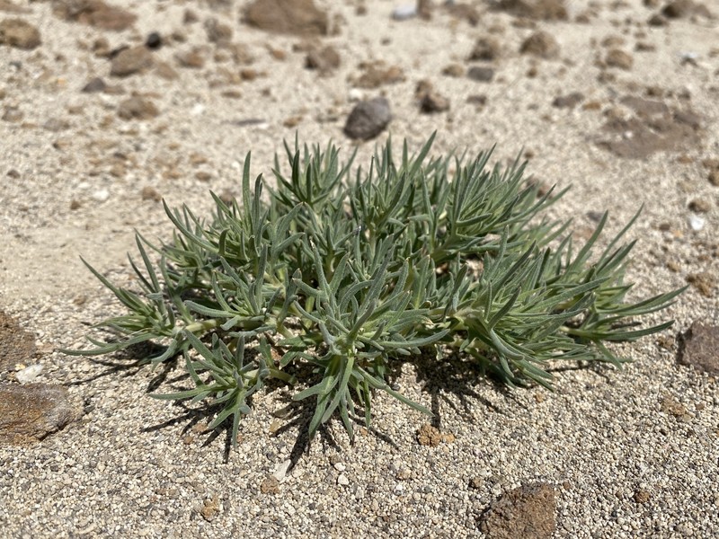 Mentzelia torreyi var. acerosa