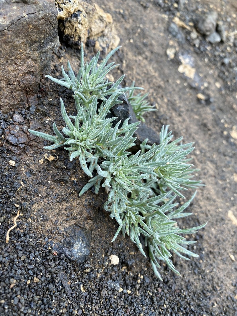 Mentzelia torreyi var. acerosa photo 2
