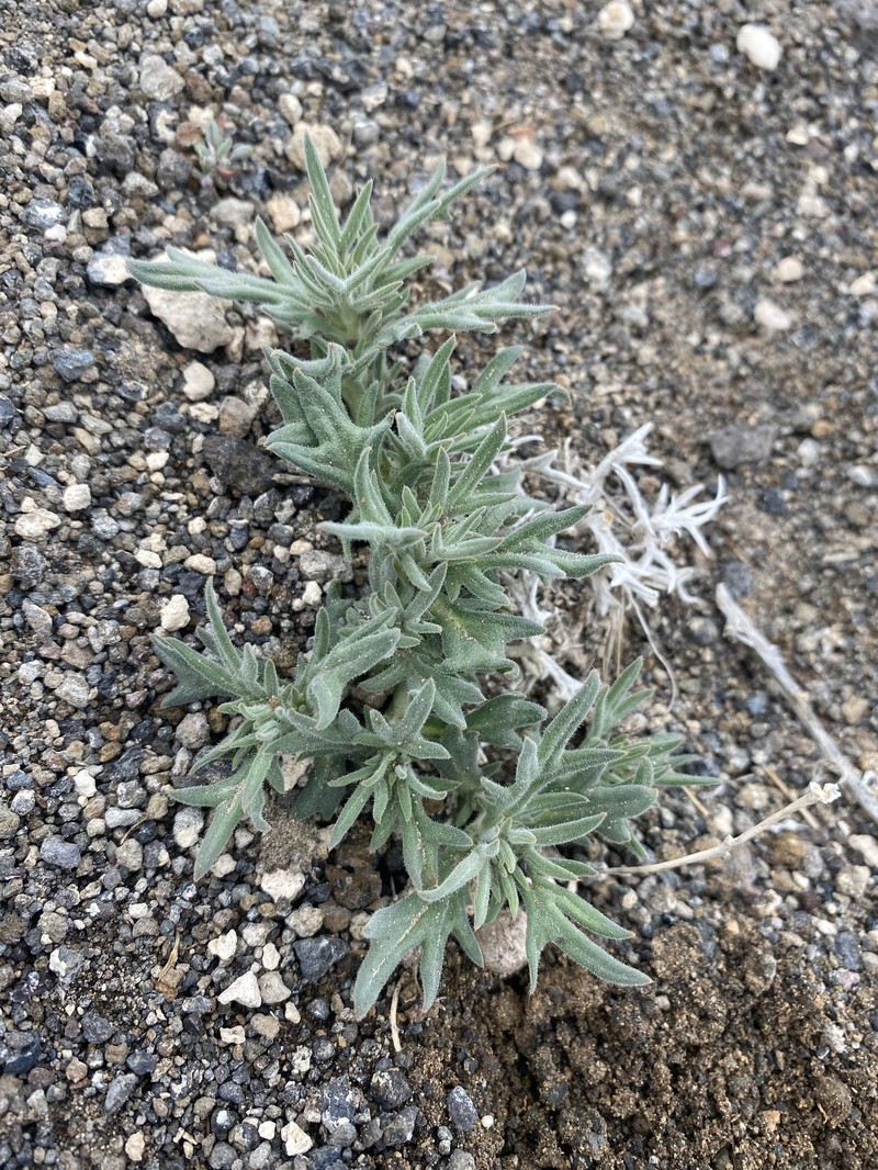 Mentzelia torreyi var. acerosa photo 3