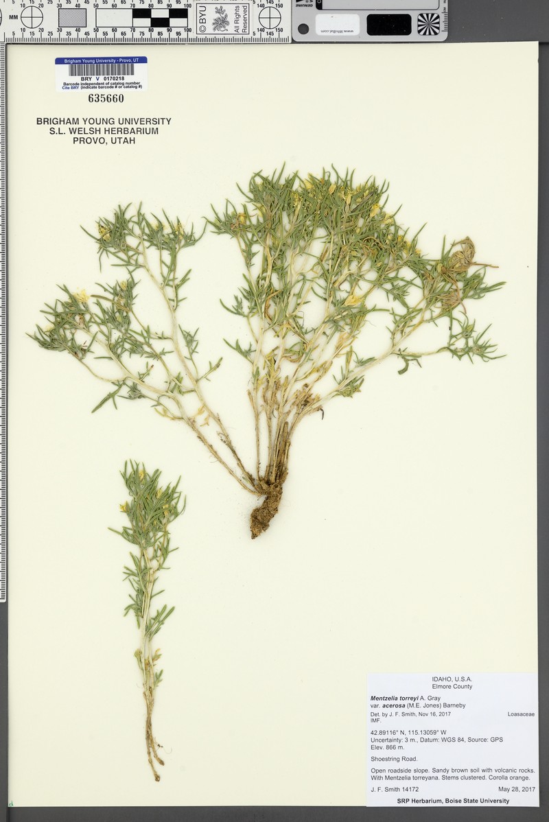 Mentzelia torreyi var. acerosa photo 4