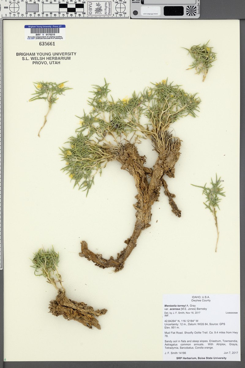 Mentzelia torreyi var. acerosa photo 5