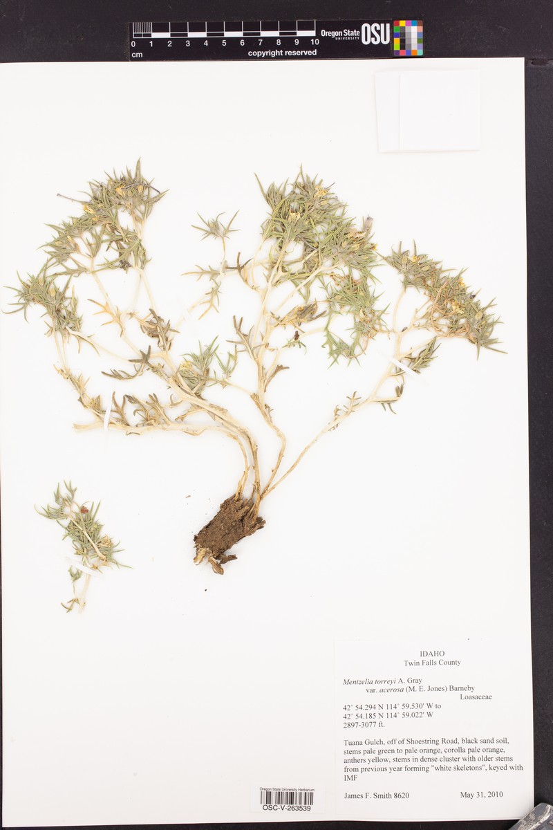 Mentzelia torreyi var. acerosa photo 6