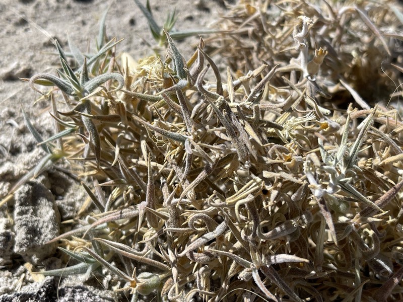 Mentzelia torreyi var. torreyi