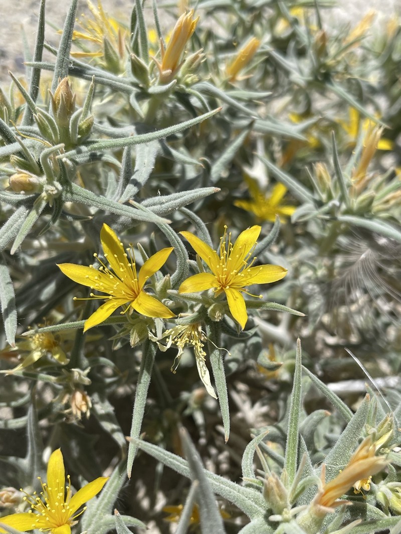 Mentzelia torreyi var. torreyi photo 2