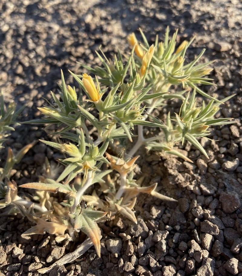 Mentzelia torreyi var. torreyi photo 3