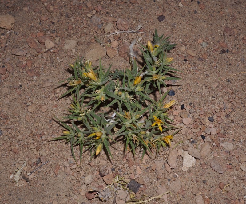 Mentzelia torreyi var. torreyi photo 4