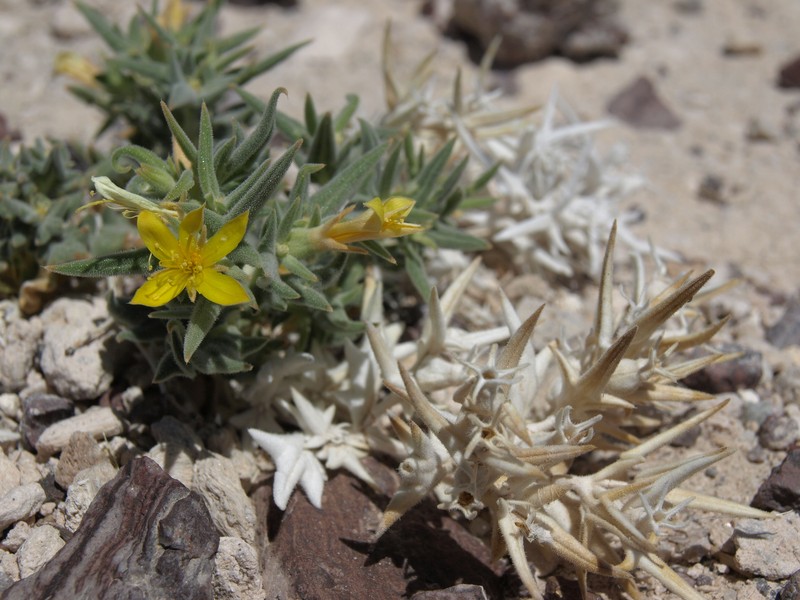 Mentzelia torreyi var. torreyi photo 5