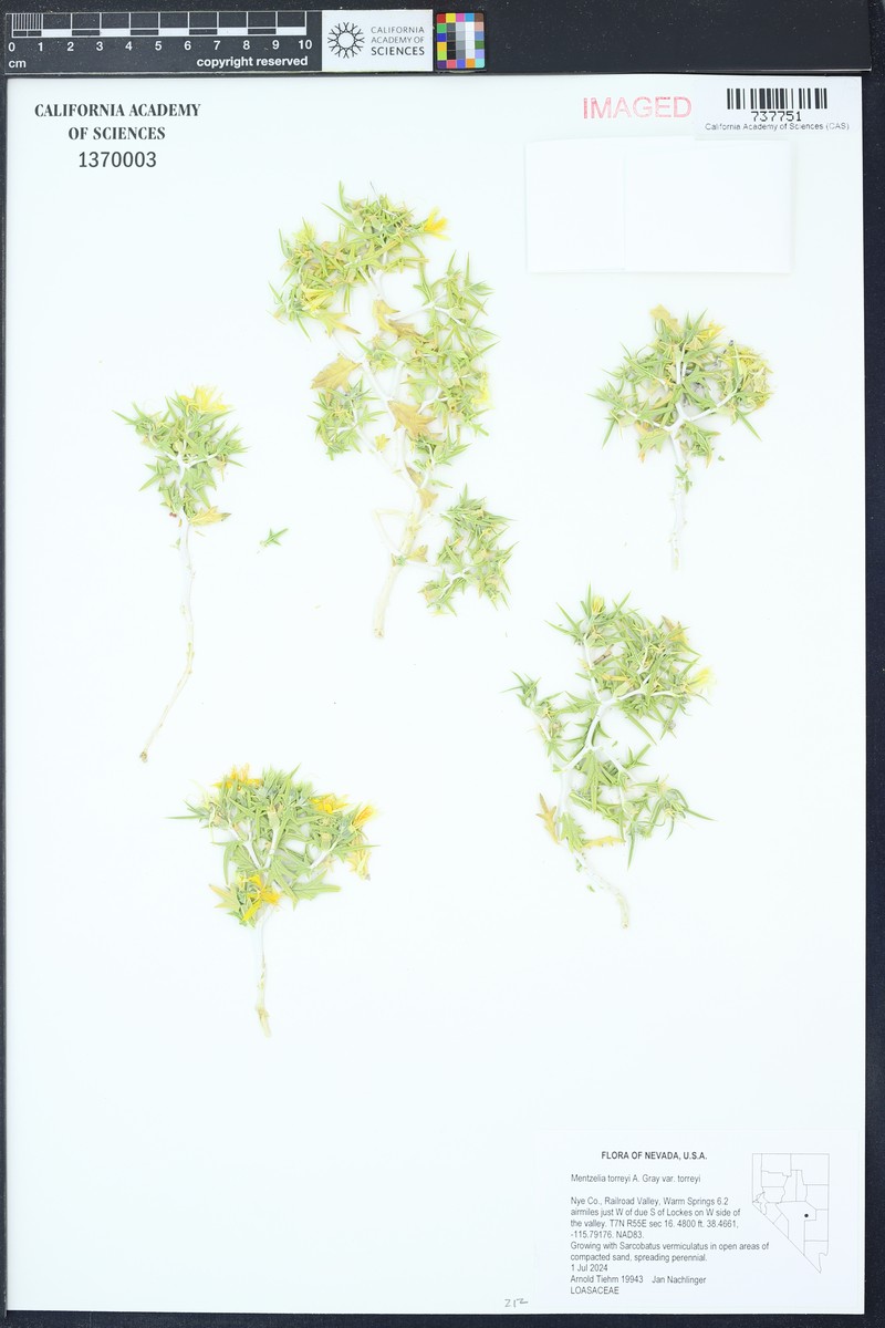 Mentzelia torreyi var. torreyi photo 7