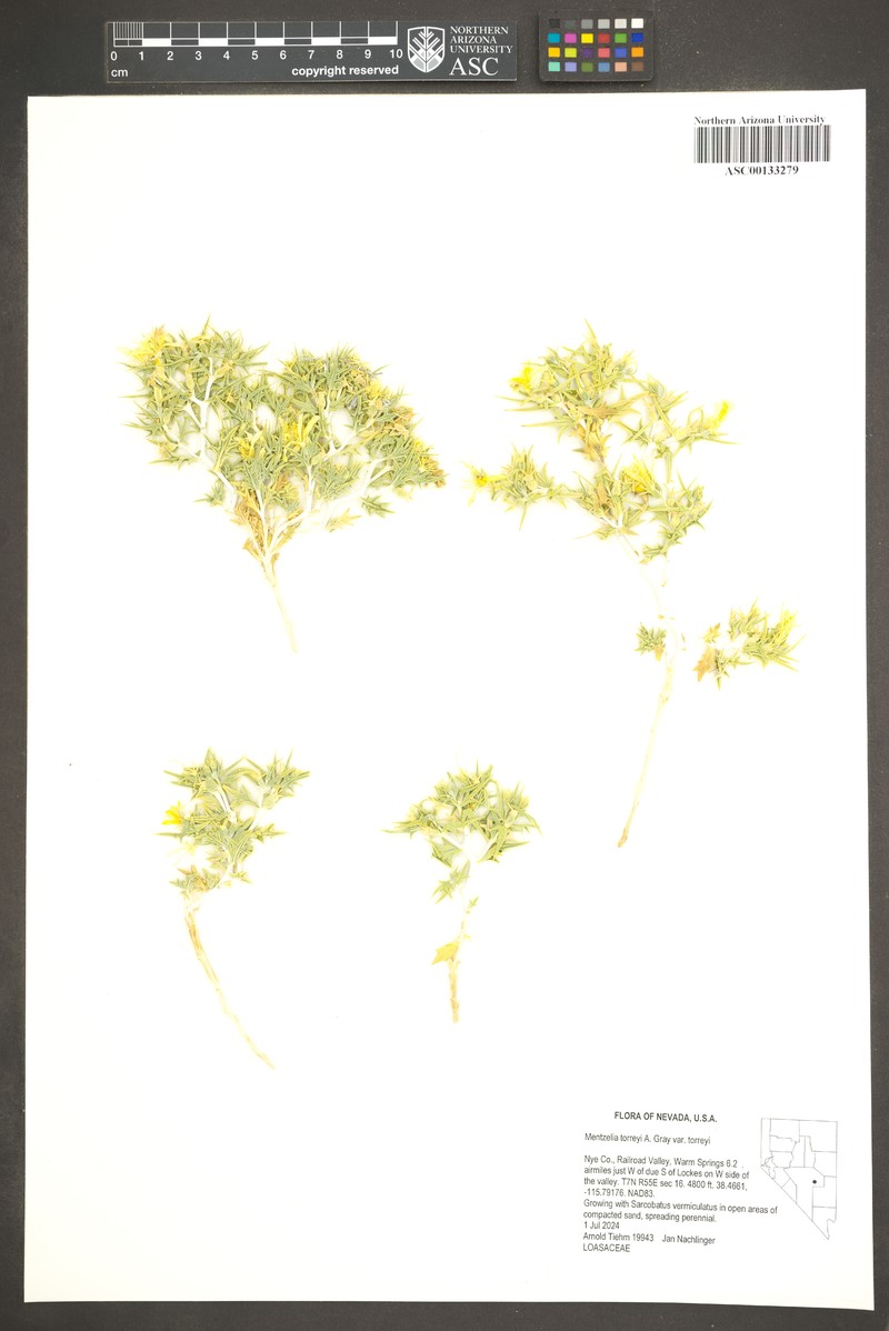 Mentzelia torreyi var. torreyi photo 8