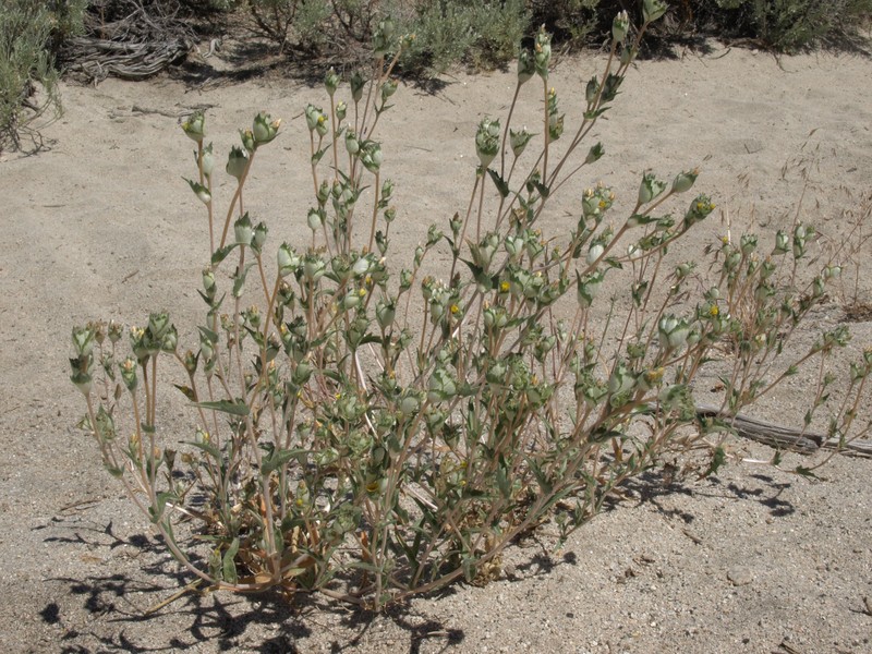 Threetooth Blazingstar