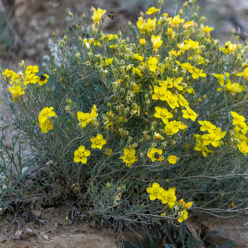 Mentzelia uintahensis