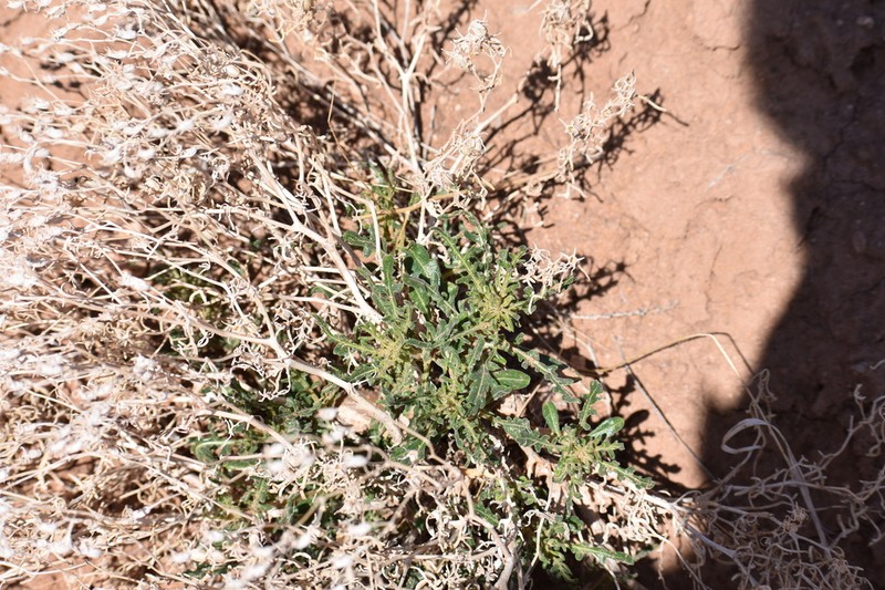 Mentzelia uintahensis photo 2