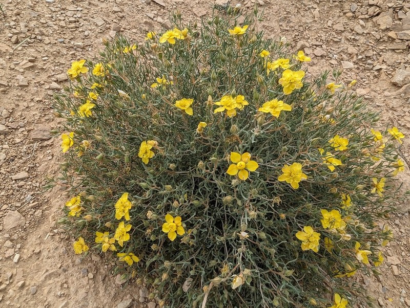 Mentzelia uintahensis photo 4