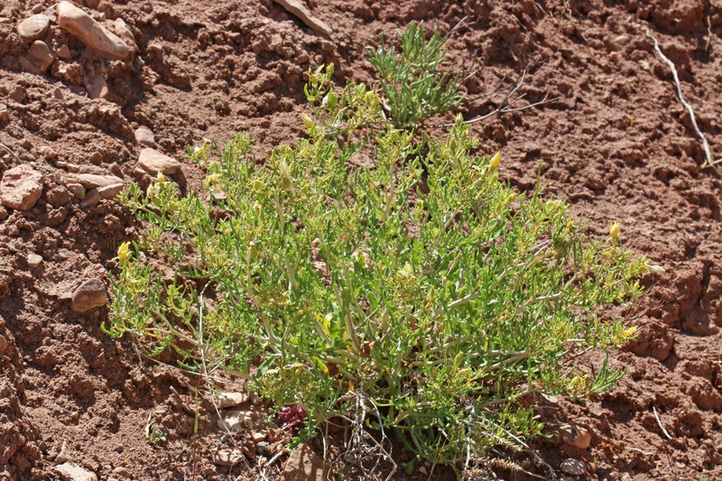Mentzelia uintahensis photo 5