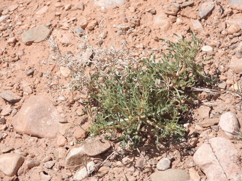 Mentzelia uintahensis photo 6