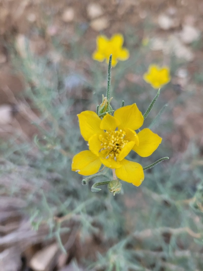 Mentzelia uintahensis photo 7