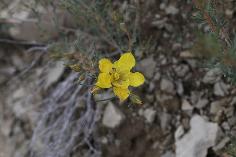 Mentzelia uintahensis photo 8