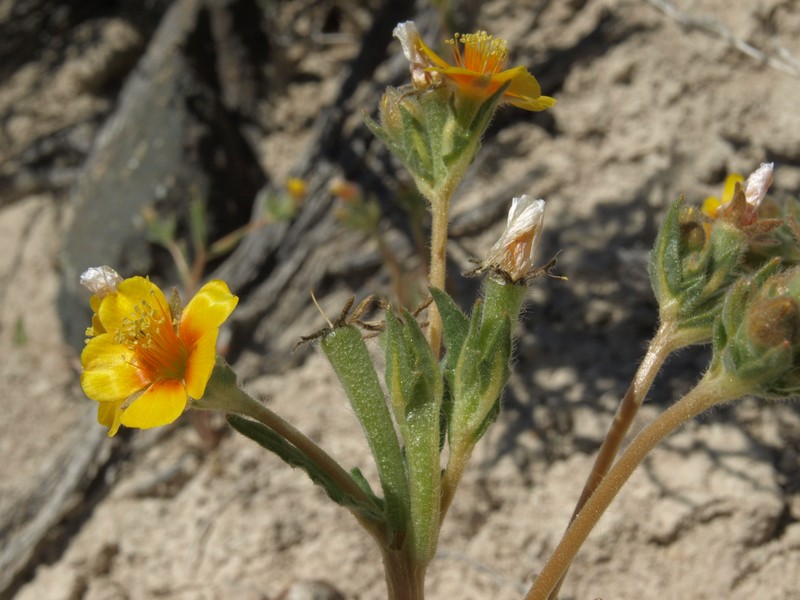 Veatch's Blazingstar photo 2