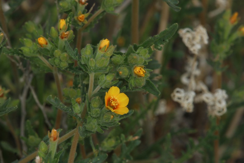 Veatch's Blazingstar photo 3