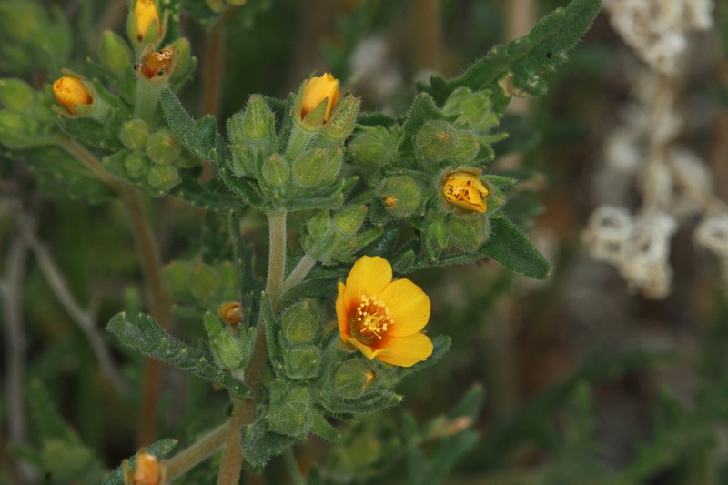 Veatch's Blazingstar