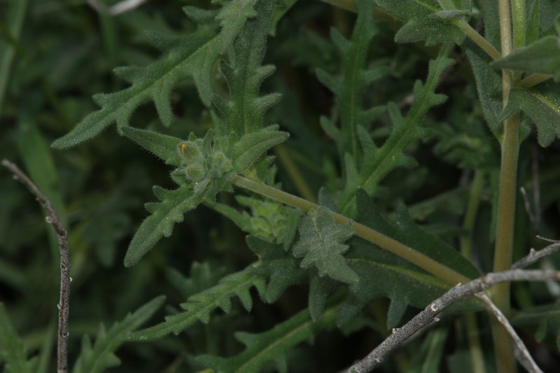 Veatch's Blazingstar photo 4