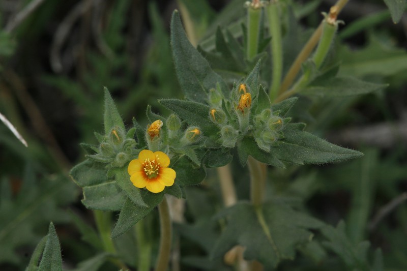 Veatch's Blazingstar photo 5