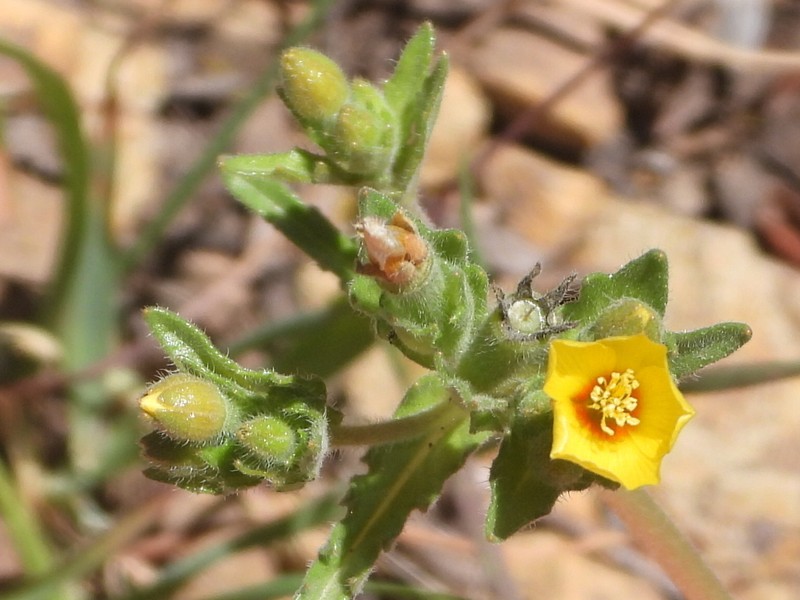 Veatch's Blazingstar photo 3