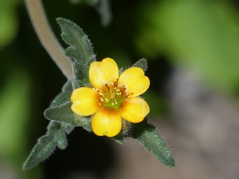 Veatch's Blazingstar photo 4