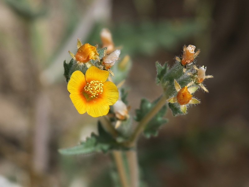 Veatch's Blazingstar photo 5