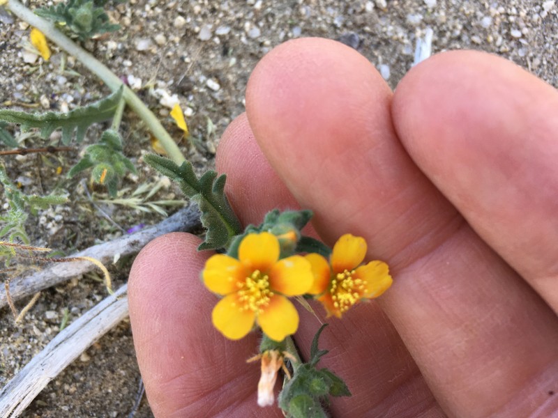 Veatch's Blazingstar photo 6