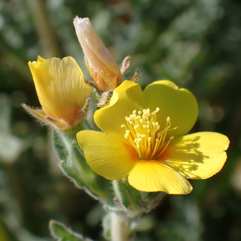 Veatch's Blazingstar photo 7