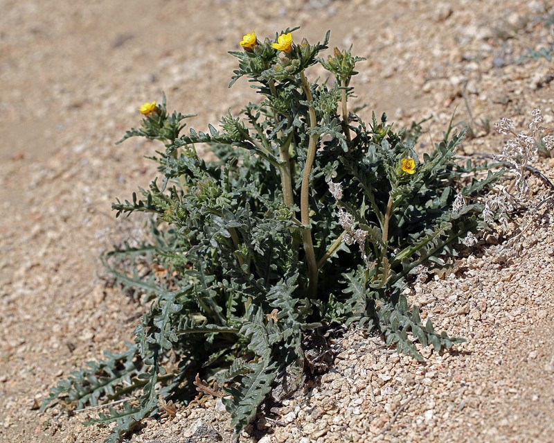 Veatch's Blazingstar photo 8
