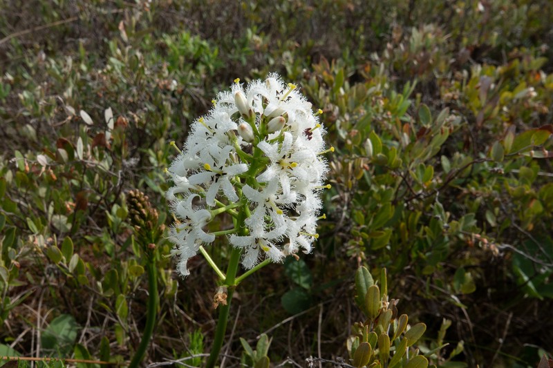 Buckbean photo 6