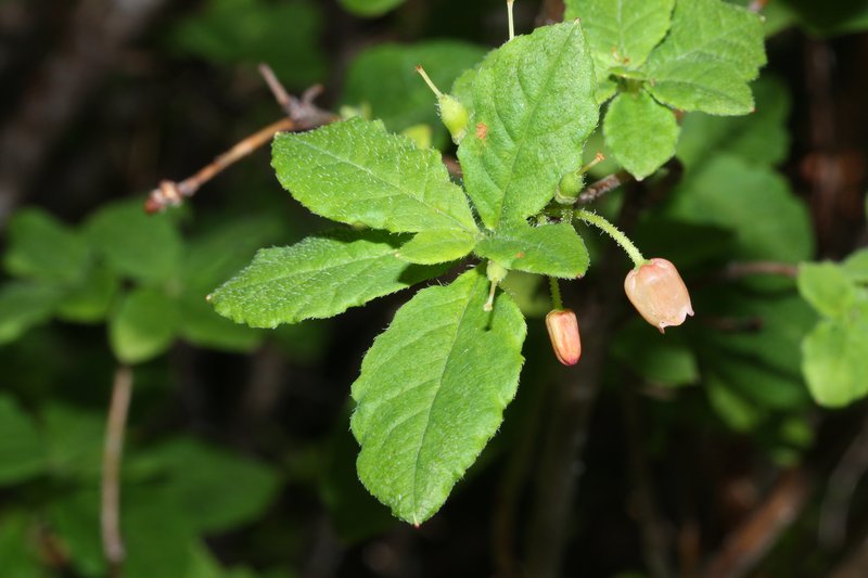 Rusty Menziesia photo 3