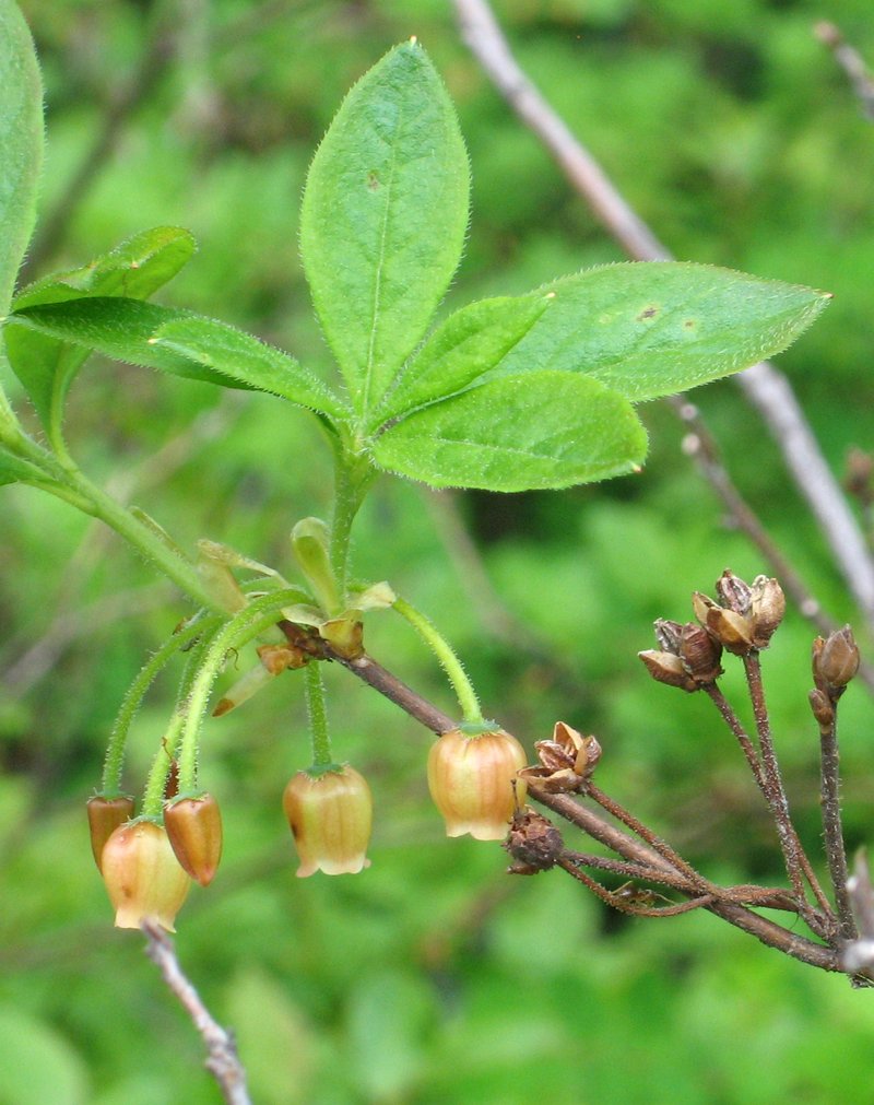 Rusty Menziesia photo 4
