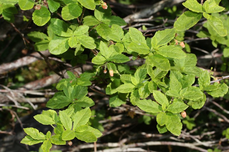Rusty Menziesia photo 5