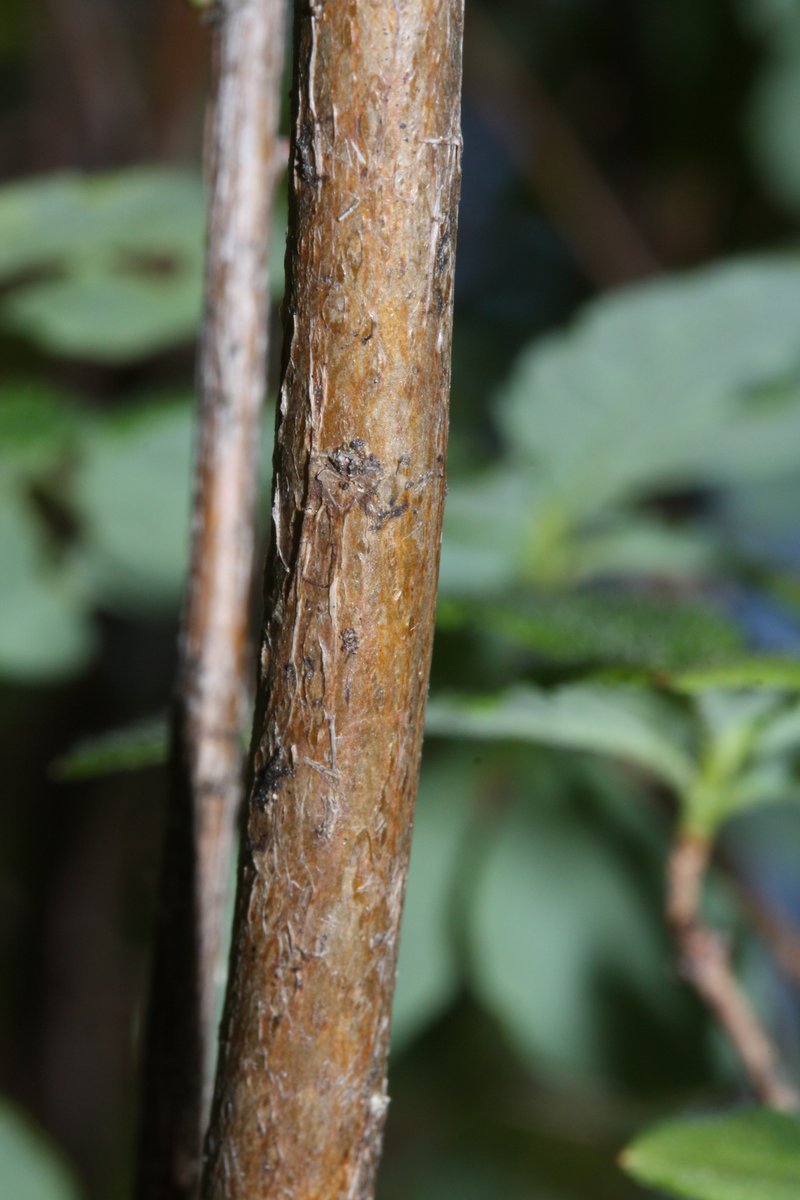 Rusty Menziesia photo 6