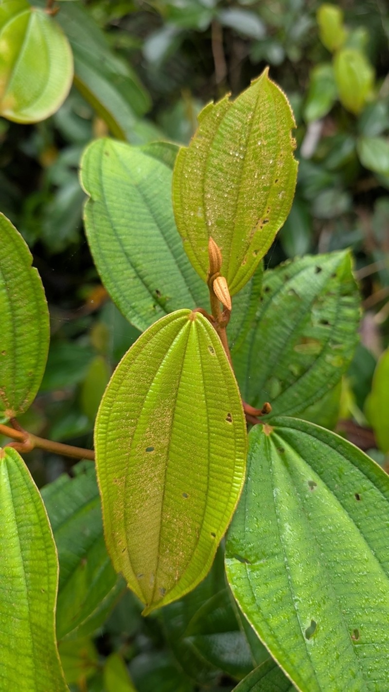 Meriania alexandrae
