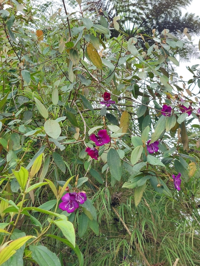 Meriania alexandrae photo 2