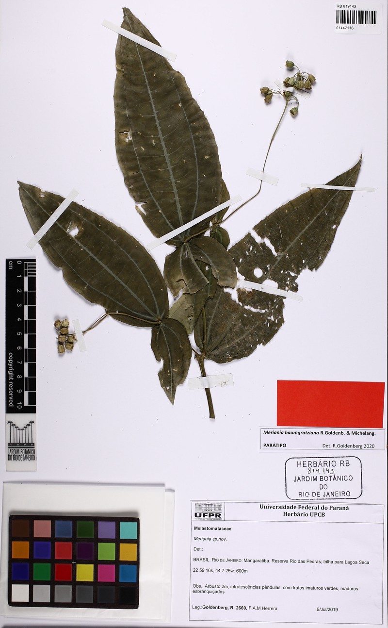 Meriania baumgratziana